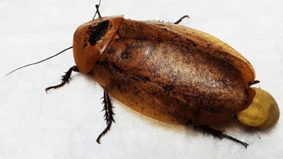 വേദന സംഹാരി മരുന്നുകളും അനസ്തേഷ്യയും നൽകി; പാറ്റയ്ക്ക് അടിയന്തര സിസേറിയൻ