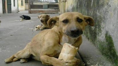 सड़क पर ब्रेड खाते ही छटपटाने लगे कुत्ते, खाने के पास जाते ही हैरान रह गए लोग