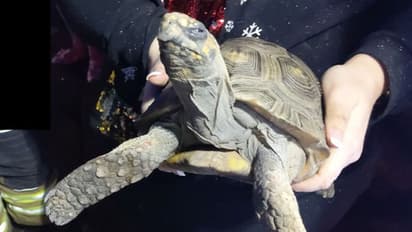 ആമയ്ക്ക് ഇത്രയും ദേഷ്യമോ; ക്രിസ്മസ് ദിനത്തിൽ വീട് കത്തിയതിന് പിന്നിൽ ഈ ആമ