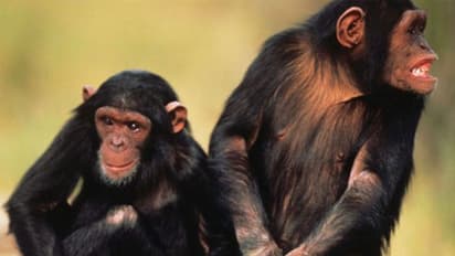 മനുഷ്യന് നൃത്തം ചെയ്യാനുള്ള കഴിവ് ലഭിച്ചത് ചിമ്പാന്സികളില്നിന്നോ?