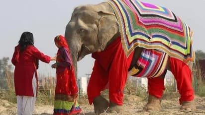 Picture of elephant wearing jumper in Mathura goes viral