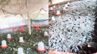 ഫാമിൽ കയറി 4500ലധികം കാടകളെ കാട്ടുജീവികൾ കടിച്ചുകൊന്നു