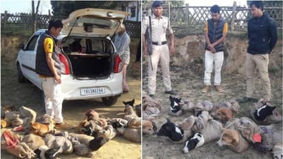 ഇറച്ചിക്കായി 12 തെരുവുനായ്ക്കളെ കടത്തി; രണ്ടുപേര് പിടിയില്