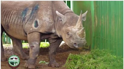 ലോകത്തിലെ ഏറ്റവും പ്രായം കൂടിയ കറുത്ത കാണ്ടാമൃഗം 'ഫോസ്റ്റ' ചത്തു