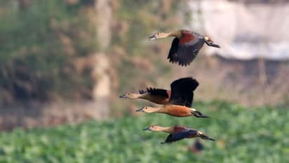 হাজার হাজার পরিযায়ীর ভিড়, শীতে অন্য রকম অভিজ্ঞতা হবে ব্যান্ডেলের ঝিলে