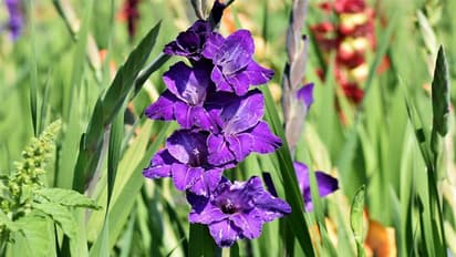 ബ്രൊമീലിയാഡും ഗ്ലാഡിയോലസും പൂന്തോട്ടങ്ങളില് വളര്ത്താം, കാഴ്ചയുടെ വസന്തമൊരുക്കാം