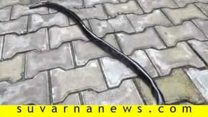 ಅಪ್ರಾಪ್ತ ಮಕ್ಕಳ ಬಳಿ 1.25 ಕೋಟಿ ಮೊತ್ತದ ಎರಡು ತಲೆ ಹಾವು!