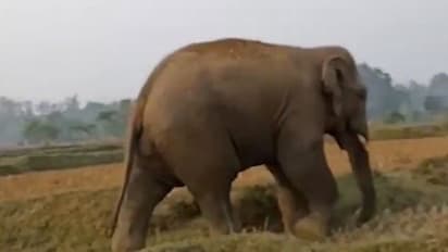 നാട്ടിലിറങ്ങി പരിഭ്രാന്തി പരത്തി കാട്ടാന; കാട്ടിലേക്ക് മടക്കാന് ശ്രമിക്കവെ വനപാലകനെ കുത്തിക്കൊന്നു