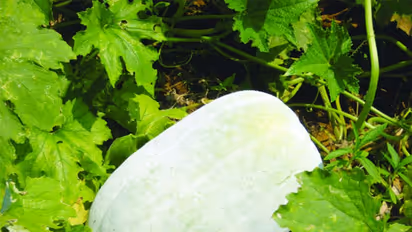 நீற்றுப்பூசணியின் நிகரில்லாத மருத்துவ நன்மைகள்..!