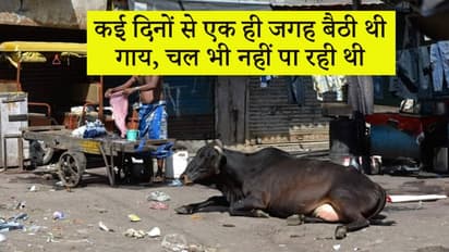 बेबस गाय की मदद करना चाहता था शख्स, लेकिन इतना बुरा हुआ कि सेकंड्स में हो गया 59000 रुपए का घाटा