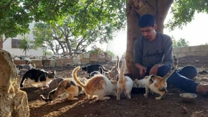 ഈ നഗരത്തിലിന്ന് മനുഷ്യരേക്കാള് കൂടുതല് പൂച്ചകളാണ് !