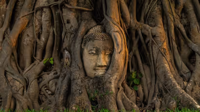 Peepal Tree : ಅಶ್ವತ್ಥ  ಎಲೆಗಳಿಂದ ಚರ್ಮದ ಸಮಸ್ಯೆ ಸೇರಿ, ಹಲವು ಸಮಸ್ಯೆಗಳನ್ನು ನಿವಾರಿಸಿ