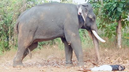 പാപ്പാന് കാവലായി, കരുതലായി മലയാലപ്പുഴ രാജന്