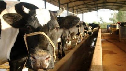 തമിഴ്നാട്ടിലെ മലയാളി ക്ഷീര കര്ഷകര് പ്രതിസന്ധിയില്; പാല് എടുക്കില്ലെന്ന് കേരളത്തിലെ ഡയറികള്