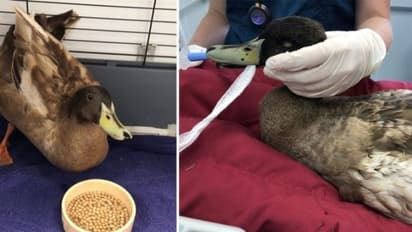 ദിവസവും പത്ത് തവണ വരെ സെക്സ്; താറാവിന്റെ ലിംഗം പരിശോധിച്ച ഡോക്ടര്മാര് പറഞ്ഞത്...