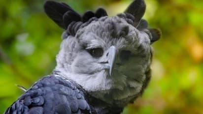 ജീവിതകാലം മുഴുവൻ ഒറ്റ ഇണ മാത്രമുള്ള, ഒരു രക്ഷിതാവിന്റെ എല്ലാ ചുമതലകളും പങ്കിടുന്ന പക്ഷി; വംശനാശ ഭീഷണിയില് ഹാര്പി കഴുകന്