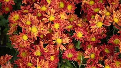 തിരുവനന്തപുരത്തൊരു വസന്തോത്സവം; കാണാം കാഴ്ചകള്‍