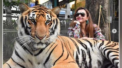 প্রায় বাঘের পিঠে চেপে নিউ ইয়ার সেলিব্রেশন কৌশানির, বাঘের সঙ্গে তোলা ৯ ছবি