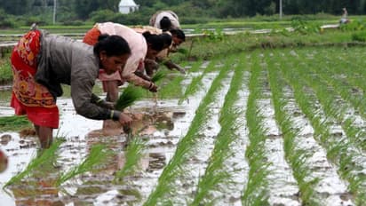 মহারাষ্ট্রে বেড়েই চলেছে কৃষকদের আত্মহত্যা, হুঁশ নেই ক্ষমতা দখলে ব্যস্ত রাজনৈতিক দলগুলির