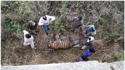 സഞ്ചാരികള്‍ നോക്കിനില്‍ക്കെ പെണ്‍കടുവയെ ആണ്‍കടുവ കൊന്നു; വീഡിയോ കാണാം