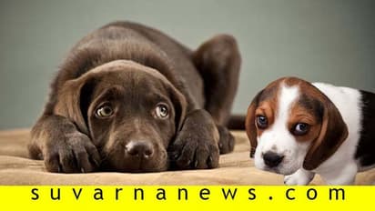 ನಾಯಿನಾ ದುರುಗುಟ್ಟಿ ನೋಡ್ತೀರಾ? ಹಾಗಿದ್ರೆ ಕಾದಿದೆ ನಿಮಗೆ ಗ್ರಹಚಾರ!