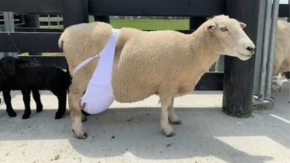 ब्रा पहनी भेड़ की तस्वीर हुई वायरल, पीछे बताई वजह ने जीता लोगों का दिल