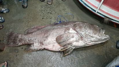 'নুন আনতে পান্তা ফোরায়', দরিদ্র বৃদ্ধার ভাগ্য ফেরাল ৩ লাখের 'ভোলা ভেটকি'