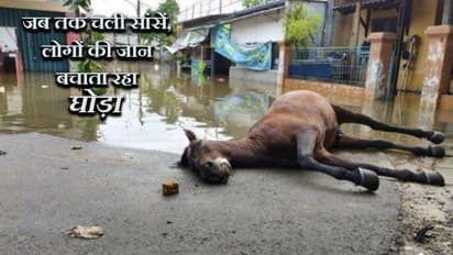 बाढ़ में फंसे लोगों को बचाता रहा घोड़ा, अचानक रुक गए कदम और थम गई सांसें