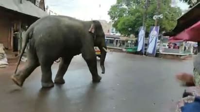 বন থেকে বেরিয়ে গ্রামে মদ্যপান হাতির, এলাকা জুড়ে হুলুস্থুল