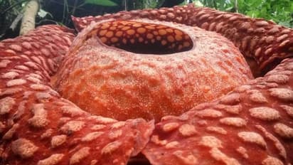 ലോകത്തിലെ ഏറ്റവും വലിയ പുഷ്പത്തെ കണ്ടെത്തി