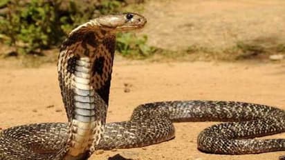 ಅಕ್ರಮ ಸಂಬಂಧಕ್ಕೆ ಅಡ್ಡಿಯಾದ ಅತ್ತೆಗೆ ಹಾವು ಕಚ್ಚಿಸಿ ಕೊಲ್ಲಿಸಿದ ಸೊಸೆ