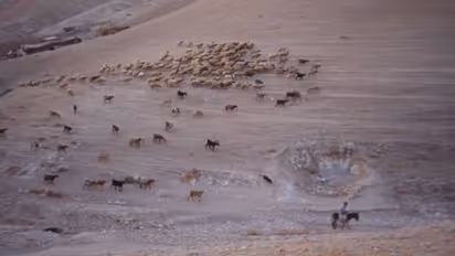 ദൈവപുത്രന്റെ മണ്ണില് ജീവിക്കാന് വഴിതേടി അലയേണ്ടിവരുന്ന ഇടയന്മാര്...