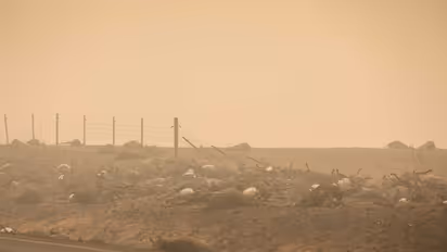 ஆஸ்திரேலியா காட்டு தீயில் சிக்கி தவிக்கும் விலங்குகள்... காப்பாற்ற போராடும் வீரர்கள் ... கண் கலங்க வைக்கும் புகைப்படங்கள்!