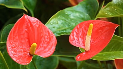 ആന്തൂറിയത്തിലെ വര്ണ വൈവിധ്യങ്ങള്; അഴകിനും വരുമാനത്തിനും