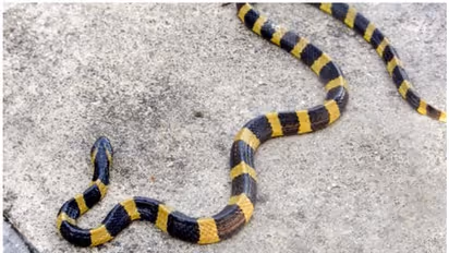 തലസ്ഥാനത്തെ മൃഗശാലയിലെ പുതിയ അതിഥി ബാൻഡഡ് ക്രെയ്റ്റ് എന്ന മഞ്ഞവരയൻ