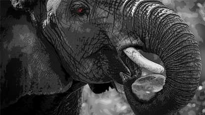 ഒടുവില് ആ 'നരഭോജി' ആനയെ തളച്ചതിങ്ങനെ! പിയര് ബക്സെന്ന കൊലകൊമ്പന്റെയും അവനെ തളച്ച പരുക്കനായ ഒരു വേട്ടക്കാരന്റെയും കഥ