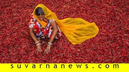 ಮೆಣಸಿನಕಾಯಿ ಖರೀದಿಸಿ 35 ಲಕ್ಷ ಪಂಗನಾಮ: ಕಂಗಾಲಾದ ವ್ಯಾಪಾರಿ