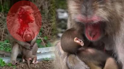 பெரும் விபத்தில் அடிப்பட்டும் ரத்தம் சொட்ட சொட்ட குட்டிக்கு பால் கொடுக்கும் குரங்கு... தாய்மார்களுக்கு பாடம் புகட்டும் விலங்கு..!