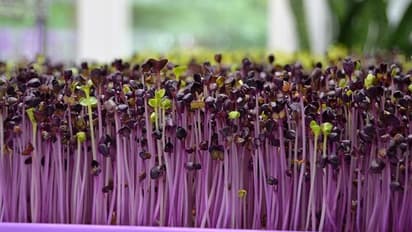 ഫ്ലാറ്റുകളില് ബാല്ക്കണിയിലും മൈക്രോഗ്രീനുകള് വളര്ത്താം, നല്ല വരുമാനം നേടാം; പോഷകഗുണത്തിലും മുന്പന്തിയില്