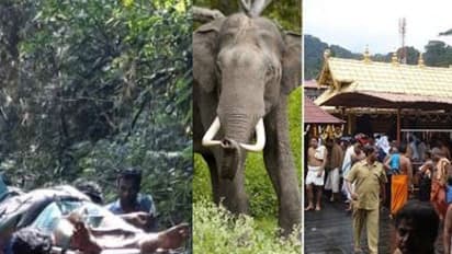 சபரிமலையில் யானை தாக்கி தமிழக பக்தர் உயிரிழப்பு... உடலை 8 கிலோ மீட்டர் சுமந்து வந்த பரிதாபம்..!