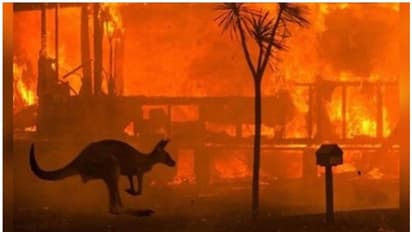 ഓസ്ട്രേലിയയിൽ സർവ്വതും ചുട്ടെരിച്ച് സംഹാരരുദ്രമായി ആളിക്കത്തുന്ന ഈ കാട്ടുതീക്ക് കാരണമെന്താണ് ?