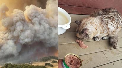 'പൊള്ളലേറ്റിട്ടുണ്ട് പക്ഷേ അവള് അതിജീവിക്കും'; കാട്ടുതീയില് നിന്ന് രക്ഷപ്പെട്ട പൂച്ചയുടെ ചിത്രവുമായി ഉടമ