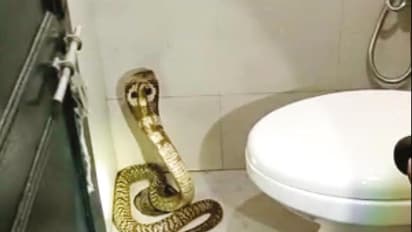 கழிவறையில் படமெடுத்தாடிய நல்லபாம்பு..! அதிர்ச்சியில் அலறியடித்து ஓடிய பெண்..!