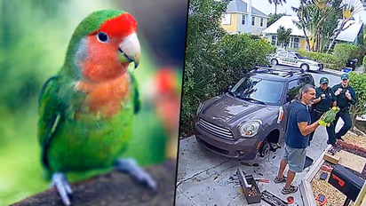 Pet parrot Rambo calls for help from cops, here's what happened next (Video)