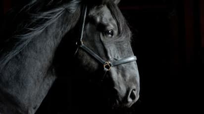 Humanity put to shame in Madhya Pradesh, youth rape and kill horse