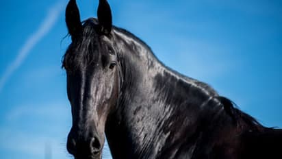 ഫ്രാന്സില് പൈശാചികമായ രീതിയില് കുതിരകള് കൊല്ലപ്പെടുന്നു; സാത്താന് സേവയെന്ന് സംശയം