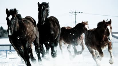 ಕೊಪ್ಪಳ: ಕುದುರೆಗಳ ಹಾವಳಿಯಿಂದ ಅನ್ನದಾತರು ಹೈರಾಣ