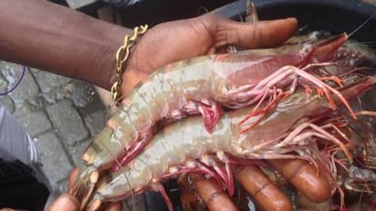 ಕಾಲು ಕೆಜಿ ತೂಗುತ್ತೆ ಈ ಸಿಗಡಿ, ಕೊಡಗಿನ ಮತ್ಸ್ಯ ಭವನಕ್ಕೆ ಕೇರಳದ ಟೈಗರ್ ಪ್ರಾನ್ಸ್..!