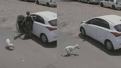 ശാരീരിക വൈകല്യമുള്ള നായയെ നടുറോഡിൽ ഉപേക്ഷിച്ച് ഉടമ; രൂക്ഷവിമർശനവുമായി സമൂഹമാധ്യമങ്ങൾ