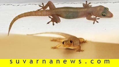 ಈ ಜೀವಿಗಳನ್ನು ಕನಸಿನಲ್ಲಿ ಕಂಡರೆ ಧನಲಾಭ..!